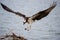 Osprey Landing