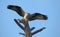 Osprey landing on a dead tree