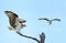 Osprey Landing on Dead Tree with It`s Mate Flying By with Fish