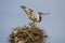 Osprey landing with a fish