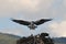 Osprey landing with fish on nest with chicks