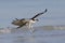 Osprey landing in the Gulf of Mexico - Fort DeSoto Park, Florida