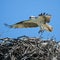 Osprey landing on his nest