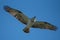 An osprey landing at its nest