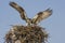 Osprey landing on the nest