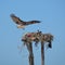 Osprey landing in nest in Guerro Negro in Baja California del Sur, Mexico
