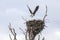 Osprey Landing on Nest after Hunting
