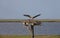 Osprey landing on nest with mate