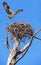 Osprey Landing on It`s Nest