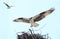 Osprey Landing on it\'s Nest With Her Mate Flying in with a Fish