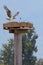 Osprey landing vertical