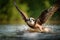 An Osprey Landing on the Water to reach its Prey