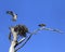 Osprey Lands on Nest as It\'s Mate Stands Guard