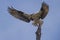 Osprey leaving the snag