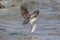 Osprey lifting fish from river