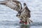 Osprey lifts kokanee salmon out of water.