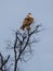 Osprey Looking Over His Shoulder