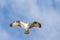 Osprey looking for prey.Gulf of Mexico.Fort Myers Beach.Florida.USA