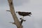 Osprey with Lunch