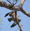 Osprey with Mackerel in Tree