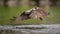 Osprey in Maine