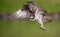 Osprey in Maine