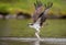 Osprey in Maine