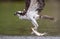 Osprey in Maine