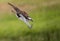 Osprey in Maine