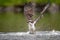 Osprey in Maine