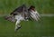 Osprey in Maine