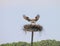 Osprey majestically descends on its nest with outstretched wings revealing its beautifully patterned feathered underbody.