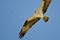 Osprey Making Eye Contact While Hunting on the Wing in a Blue Sky