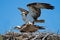 Osprey Mating