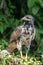 The osprey or more specifically the western osprey Pandion haliaetus