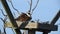 Osprey in nest