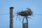 Osprey nest with electrical tapes protected