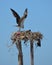 Osprey in the nest in Guerro Negro in Baja California del Sur, Mexico