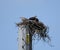 Osprey Nest, Lake Oconee Georgia USA