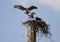 Osprey Nest, Lake Oconee Georgia USA