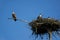 Osprey nest Osprey family of immature and adult individuals