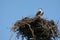 Osprey in nest, Pandion haliaetus.