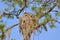 Osprey Nest At Salt Springs Run