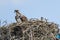 Osprey in Nest with Screaming Chick