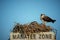 Osprey nesting on a Manatee Zone sign at Goodland Florida