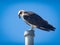 Osprey nesting in nature