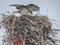 Osprey Nesting Near the Chesapeake Bay, Maryland