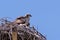 Osprey nesting on top of an old electricity pole, North California