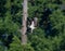 Osprey with open wings landing on tree branch