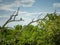 Osprey Over Scenic Mangrove Island